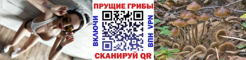 сколько стоит Ардатов Псилоцибиновые грибы Psilocybe